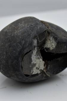Nepal Gandaki River Original Shaligram Shila Idol Shri Vishnu For Tulsi Puja Stone Fossil In Size (Max: 5 CM) ID-113