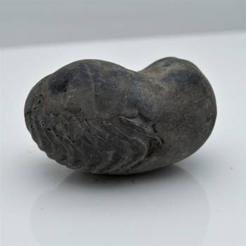 Nepal Gandaki River Original Shaligram Shila Idol Shri Vishnu For Tulsi Puja Stone Fossil In Size (Max: 5 CM) ID-115 3