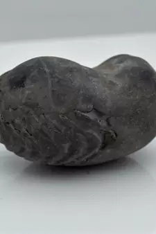 Nepal Gandaki River Original Shaligram Shila Idol Shri Vishnu For Tulsi Puja Stone Fossil In Size (Max: 5 CM) ID-115