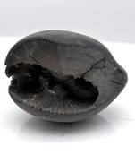 Nepal Gandaki River Original Shaligram Shila Idol Shri Vishnu For Tulsi Puja Stone Fossil In Size (Max: 5 CM) ID-118