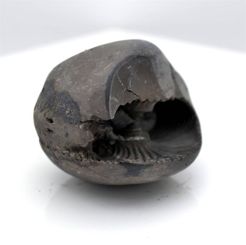 Nepal Gandaki River Original Shaligram Shila Idol Shri Vishnu For Tulsi Puja Stone Fossil In Size (Max: 5 CM) ID-118