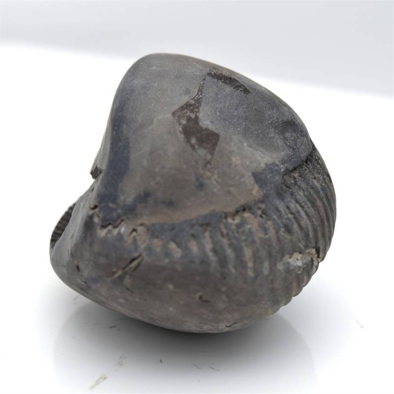 Nepal Gandaki River Original Shaligram Shila Idol Shri Vishnu For Tulsi Puja Stone Fossil In Size (Max: 5 CM) ID-118