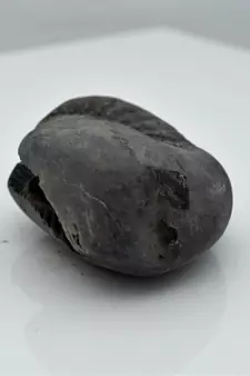 Nepal Gandaki River Original Shaligram Shila Idol Shri Vishnu For Tulsi Puja Stone Fossil In Size (Max: 5 CM) ID-120