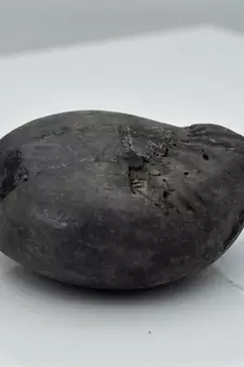 Nepal Gandaki River Original Shaligram Shila Idol Shri Vishnu For Tulsi Puja Stone Fossil In Size (Max: 5 CM) ID-120