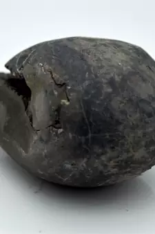 Nepal Gandaki River Original Shaligram Shila Idol Shri Vishnu For Tulsi Puja Stone Fossil In Size (Max: 5 CM) ID-121