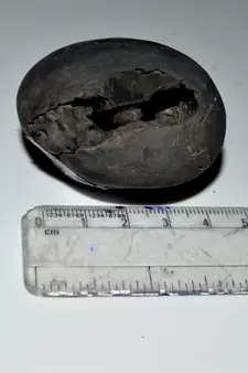 Nepal Gandaki River Original Shaligram Shila Idol Shri Vishnu For Tulsi Puja Stone Fossil In Size (Max: 5 CM) ID-123