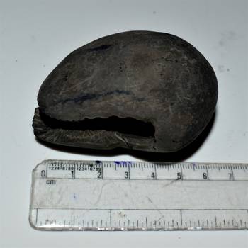 Nepal Gandaki River Original Shaligram Shila Idol Shri Vishnu For Tulsi Puja Stone Fossil In Size (Max: 5 CM) ID-124 1