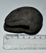 Nepal Gandaki River Original Shaligram Shila Idol Shri Vishnu For Tulsi Puja Stone Fossil In Size (Max: 5 CM) ID-124