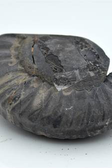 Nepal Gandaki River Original Shaligram Shila Idol Shri Vishnu For Tulsi Puja Stone Fossil In Size (Max: 5 CM) ID-125