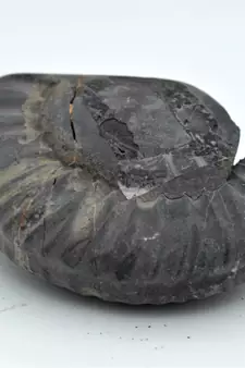 Nepal Gandaki River Original Shaligram Shila Idol Shri Vishnu For Tulsi Puja Stone Fossil In Size (Max: 5 CM) ID-125