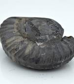 Nepal Gandaki River Original Shaligram Shila Idol Shri Vishnu For Tulsi Puja Stone Fossil In Size (Max: 5 CM) ID-125