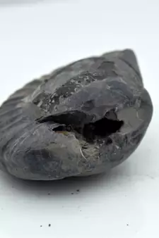 Nepal Gandaki River Original Shaligram Shila Idol Shri Vishnu For Tulsi Puja Stone Fossil In Size (Max: 5 CM) ID-125