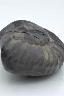 Nepal Gandaki River Original Shaligram Shila Idol Shri Vishnu For Tulsi Puja Stone Fossil In Size (Max: 5 CM) ID-125