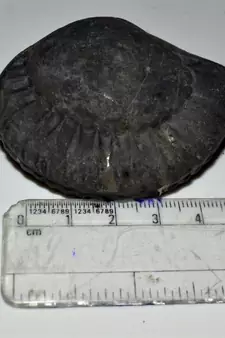 Nepal Gandaki River Original Shaligram Shila Idol Shri Vishnu For Tulsi Puja Stone Fossil In Size (Max: 5 CM) ID-125