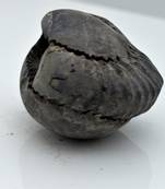 Nepal Gandaki River Original Shaligram Shila Idol Shri Vishnu For Tulsi Puja Stone Fossil In Size (Max: 5 CM) ID-126