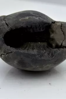 Nepal Gandaki River Original Shaligram Shila Idol Shri Vishnu For Tulsi Puja Stone Fossil In Size (Max: 5 CM) ID-126