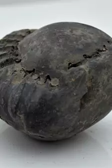 Nepal Gandaki River Original Shaligram Shila Idol Shri Vishnu For Tulsi Puja Stone Fossil In Size (Max: 5 CM) ID-126