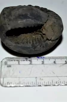 Nepal Gandaki River Original Shaligram Shila Idol Shri Vishnu For Tulsi Puja Stone Fossil In Size (Max: 5 CM) ID-126