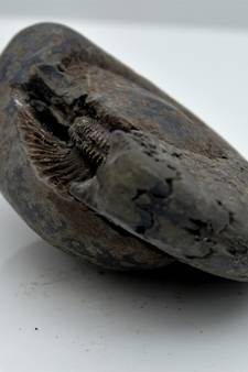 Nepal Gandaki River Original Shaligram Shila Idol Shri Vishnu For Tulsi Puja Stone Fossil In Size (Max: 5 CM) ID-127