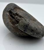 Nepal Gandaki River Original Shaligram Shila Idol Shri Vishnu For Tulsi Puja Stone Fossil In Size (Max: 5 CM) ID-127