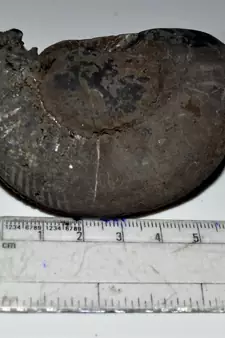 Nepal Gandaki River Original Shaligram Shila Idol Shri Vishnu For Tulsi Puja Stone Fossil In Size (Max: 5 CM) ID-127