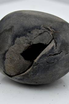 Nepal Gandaki River Original Shaligram Shila Idol Shri Vishnu For Tulsi Puja Stone Fossil In Size (Max: 5 CM) ID-128
