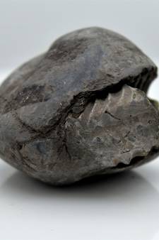 Nepal Gandaki River Original Shaligram Shila Idol Shri Vishnu For Tulsi Puja Stone Fossil In Size (Max: 5 CM) ID-129