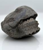 Nepal Gandaki River Original Shaligram Shila Idol Shri Vishnu For Tulsi Puja Stone Fossil In Size (Max: 5 CM) ID-129