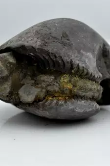 Nepal Gandaki River Original Shaligram Shila Idol Shri Vishnu For Tulsi Puja Stone Fossil In Size (Max: 5 CM) ID-129