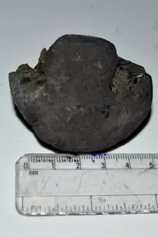 Nepal Gandaki River Original Shaligram Shila Idol Shri Vishnu For Tulsi Puja Stone Fossil In Size (Max: 5 CM) ID-129