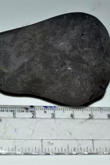 Nepal Gandaki River Original Shaligram Shila Idol Shri Vishnu For Tulsi Puja Stone Fossil In Size (Max: 5 CM) ID-130