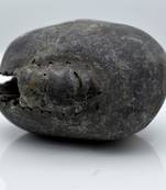 Nepal Gandaki River Original Shaligram Shila Idol Shri Vishnu For Tulsi Puja Stone Fossil In Size (Max: 5 CM) ID-132