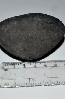 Nepal Gandaki River Original Shaligram Shila Idol Shri Vishnu For Tulsi Puja Stone Fossil In Size (Max: 5 CM) ID-133