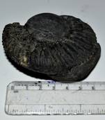 Nepal Gandaki River Original Shaligram Shila Idol Shri Vishnu For Tulsi Puja Stone Fossil In Size (Max: 5 CM) ID-134