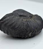 Nepal Gandaki River Original Shaligram Shila Idol Shri Vishnu For Tulsi Puja Stone Fossil In Size (Max: 5 CM) ID-135