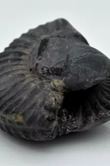 Nepal Gandaki River Original Shaligram Shila Idol Shri Vishnu For Tulsi Puja Stone Fossil In Size (Max: 5 CM) ID-135