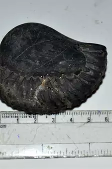Nepal Gandaki River Original Shaligram Shila Idol Shri Vishnu For Tulsi Puja Stone Fossil In Size (Max: 5 CM) ID-135