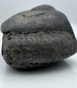 Nepal Gandaki River Original Shaligram Shila Idol Shri Vishnu For Tulsi Puja Stone Fossil In Size (Max: 5 CM) ID-136