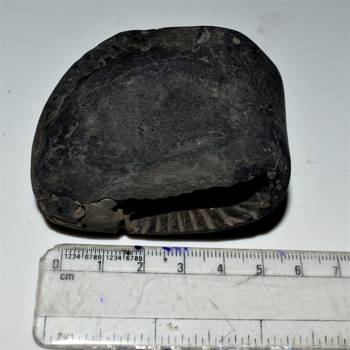 Nepal Gandaki River Original Shaligram Shila Idol Shri Vishnu For Tulsi Puja Stone Fossil In Size (Max: 5 CM) ID-136 2