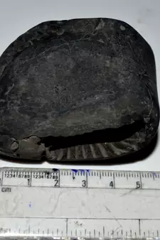 Nepal Gandaki River Original Shaligram Shila Idol Shri Vishnu For Tulsi Puja Stone Fossil In Size (Max: 5 CM) ID-136