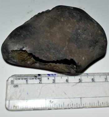 Nepal Gandaki River Original Shaligram Shila Idol Shri Vishnu For Tulsi Puja Stone Fossil In Size (Max: 5 CM) ID-138 1
