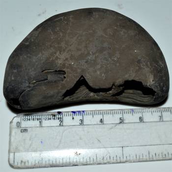 Nepal Gandaki River Original Shaligram Shila Idol Shri Vishnu For Tulsi Puja Stone Fossil In Size (Max: 5 CM) ID-140 1