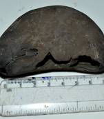 Nepal Gandaki River Original Shaligram Shila Idol Shri Vishnu For Tulsi Puja Stone Fossil In Size (Max: 5 CM) ID-140