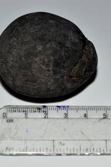 Nepal Gandaki River Original Shaligram Shila Idol Shri Vishnu For Tulsi Puja Stone Fossil In Size (Max: 5 CM) ID-141