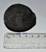 Nepal Gandaki River Original Shaligram Shila Idol Shri Vishnu For Tulsi Puja Stone Fossil In Size (Max: 5 CM) ID-141