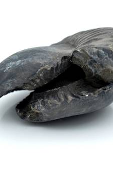 Nepal Gandaki River Original Shaligram Shila Idol Shri Vishnu For Tulsi Puja Stone Fossil In Size (Max: 5 CM) ID-143