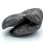 Nepal Gandaki River Original Shaligram Shila Idol Shri Vishnu For Tulsi Puja Stone Fossil In Size (Max: 5 CM) ID-143