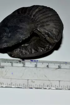 Nepal Gandaki River Original Shaligram Shila Idol Shri Vishnu For Tulsi Puja Stone Fossil In Size (Max: 5 CM) ID-143