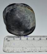 Nepal Gandaki River Original Shaligram Shila Idol Shri Vishnu For Tulsi Puja Stone Fossil In Size (Max: 5 CM) ID-144