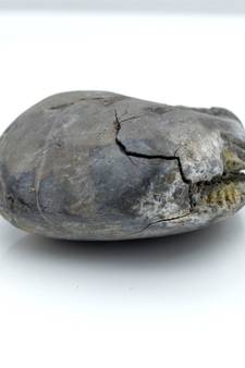Nepal Gandaki River Original Shaligram Shila Idol Shri Vishnu For Tulsi Puja Stone Fossil In Size (Max: 5 CM) ID-147